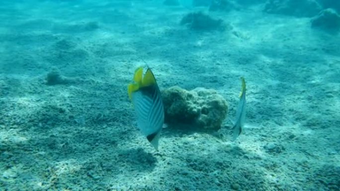 慢动作，一对蝴蝶鱼在海底慢慢游动。交叉条纹蝴蝶或线鳍蝴蝶鱼 (Chaetodon auriga)