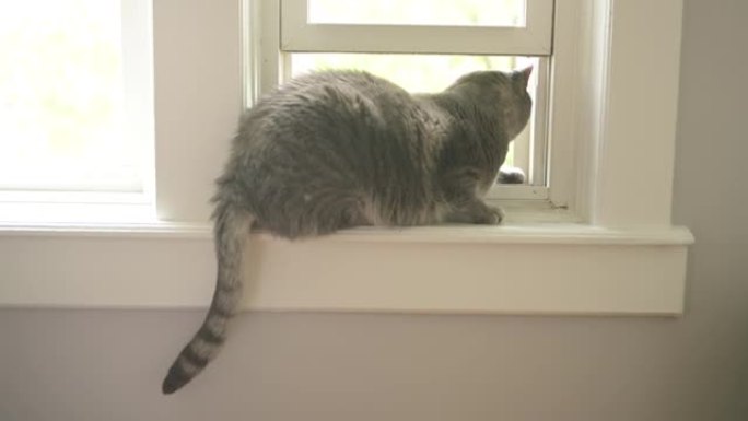 坐在窗台上的灰色宠物虎斑猫