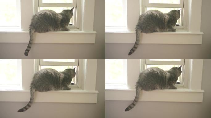 坐在窗台上的灰色宠物虎斑猫