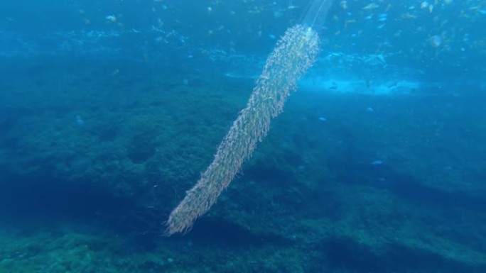 稀有海洋生物