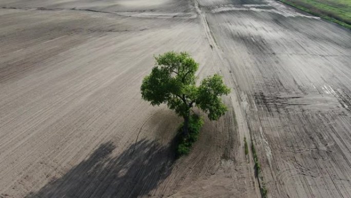 空旷的田野中的孤独树