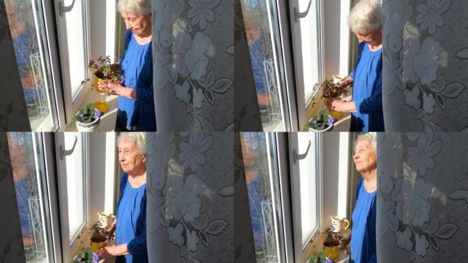 老孤独的幸福女人坐在他家的窗户旁，拿着鲜花