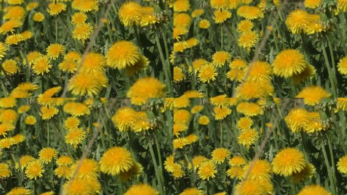 早春的黄色蒲公英草地。蒲公英是一种著名的植物，具有基生叶的莲座丛和明亮的黄色花序-舌花篮。