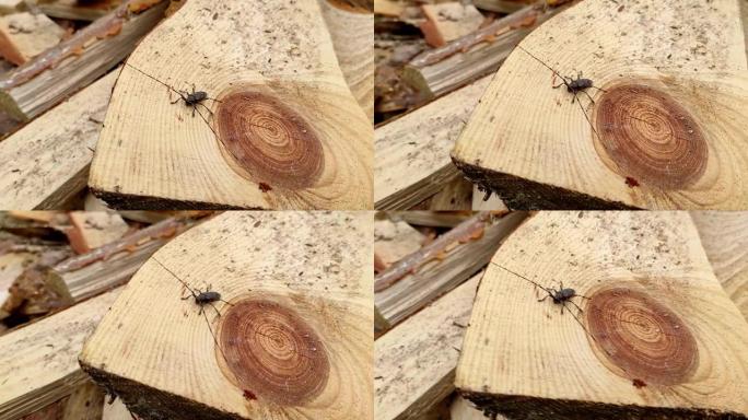 刺五加特写。一只杠铃甲虫坐在松木板上。属于长角甲虫科的一种甲虫，是木镗甲虫。