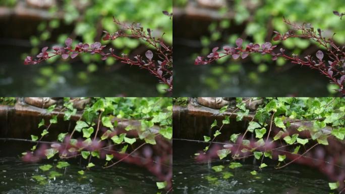 供水附近红绿植物特写