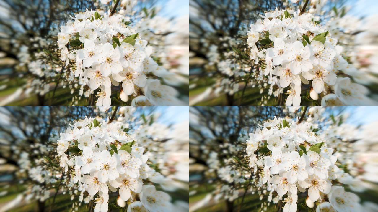 在晴朗的日子里，在美丽的bokeh的蓝天下，特写着盛开的樱花树枝。16x9原始视频高质量。普洛雷斯4
