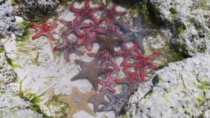 许多五颜六色的海星躺在海边的天然珊瑚水族馆中