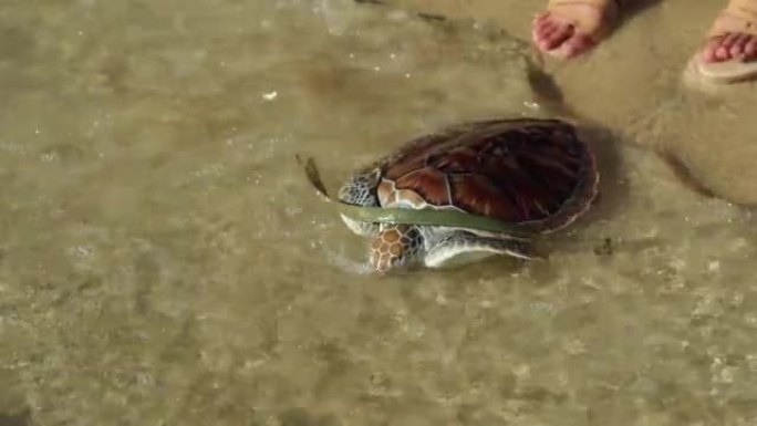 小海龟在沙滩上游泳到海滩。