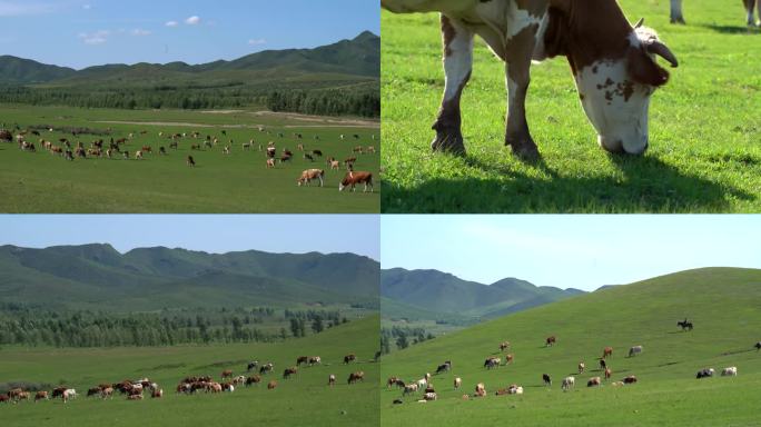 草原牛牧场