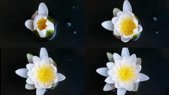 从芽到池塘盛开的白色睡莲花的4k延时镜头，特写b卷镜头俯视图，缩小效果。