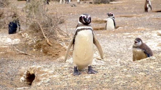 婴儿和成年麦哲伦企鹅在殖民地的巢穴附近。阿根廷
