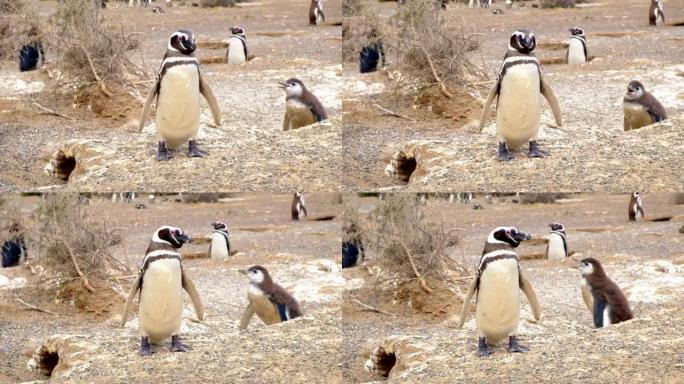 婴儿和成年麦哲伦企鹅在殖民地的巢穴附近。阿根廷