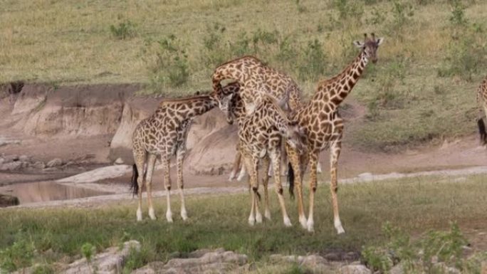 长颈鹿在国家公园放牧和饮酒。