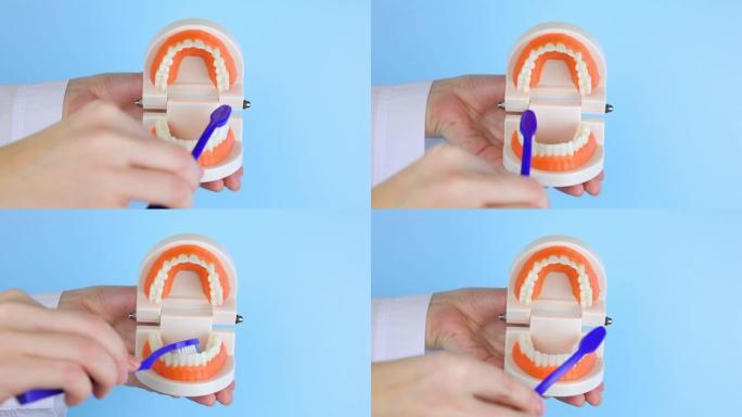 牙医展示了如何在牙齿的正畸模型上正确刷牙