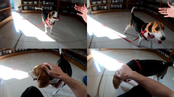 步行比格犬的观点