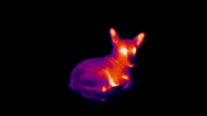 地板上小狗liyng的热成像视图。红外、热成像、夜视成像