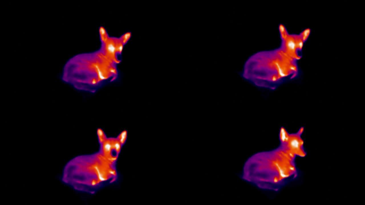 地板上小狗liyng的热成像视图。红外、热成像、夜视成像