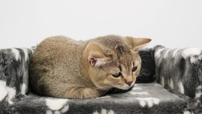 灰色纯种小猫英国直龙猫坐在白色背景上，猫在床上休息