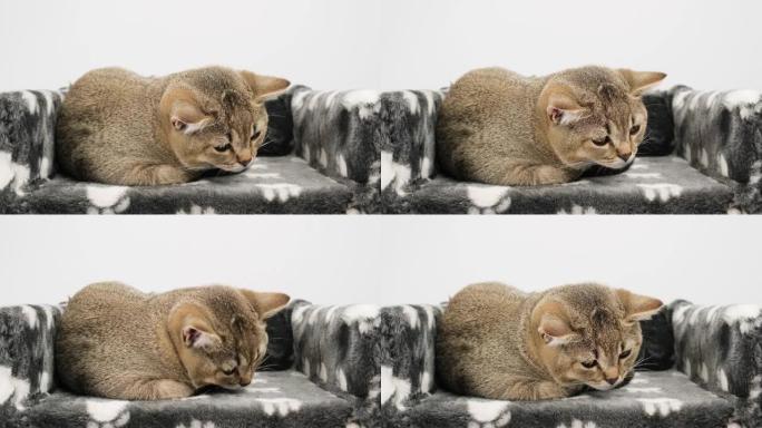 灰色纯种小猫英国直龙猫坐在白色背景上，猫在床上休息
