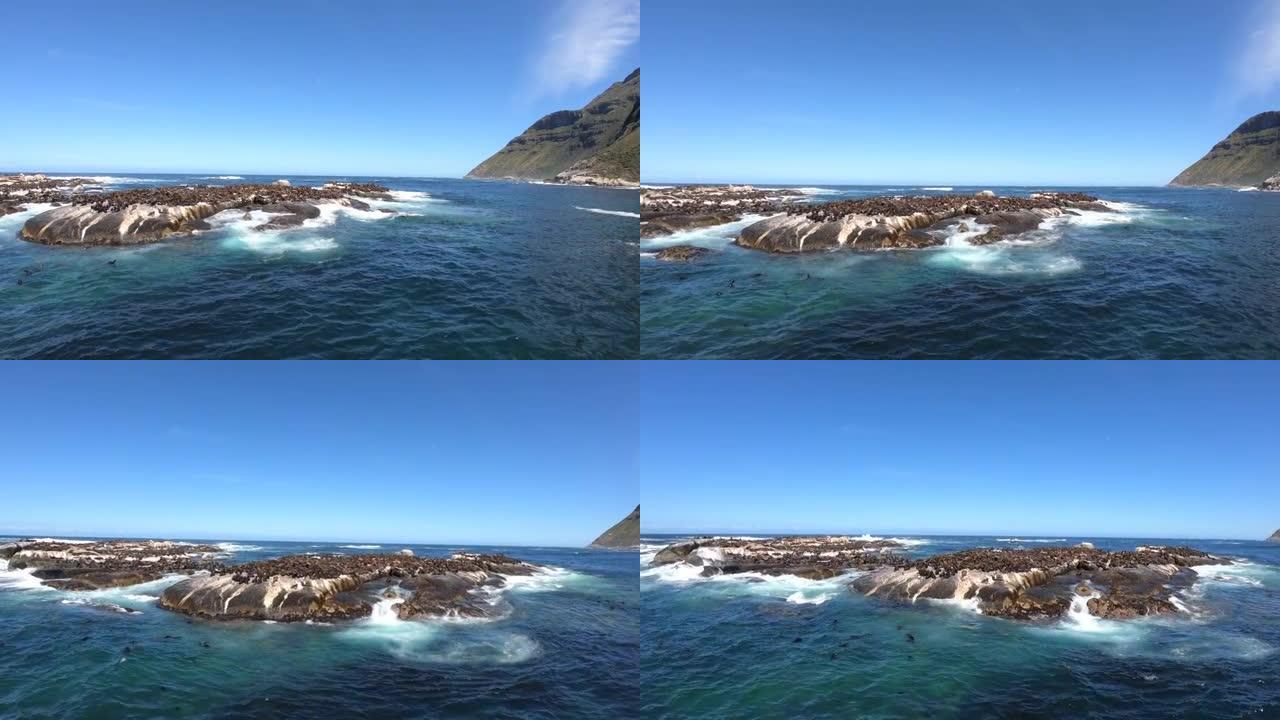 南非开普敦附近的海豹岛乘船旅行野生动物哺乳动物殖民地广角晴朗的蓝天