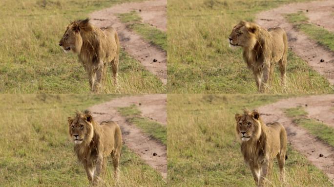 一只年长的母狮走过热带稀树草原
