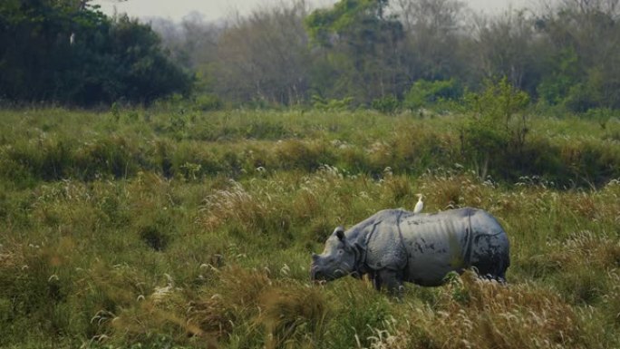 印度一角犀牛 (Rhinoceros unicornis) 和小牛以慢动作放牧或以草为食