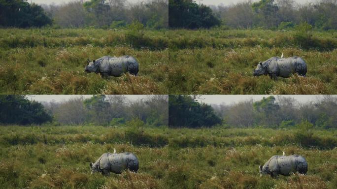 印度一角犀牛 (Rhinoceros unicornis) 和小牛以慢动作放牧或以草为食