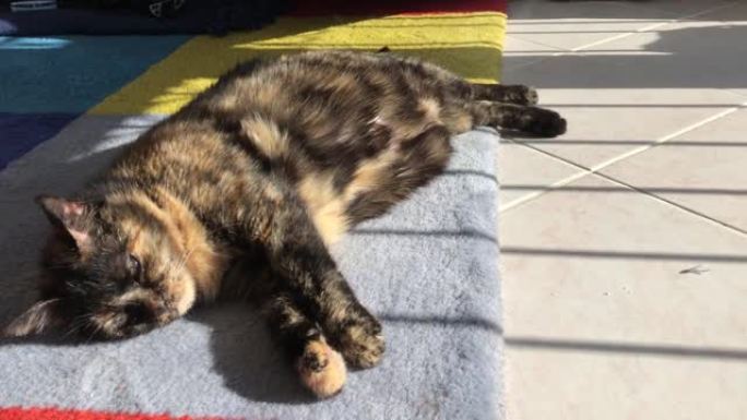 躺在地毯上的玳瑁猫从侧面看。