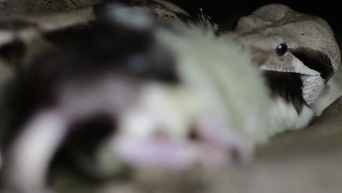 蟒蛇吃老鼠微距视频