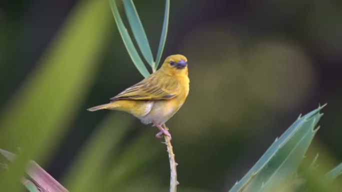 东部金色织布工-Ploceus subaureus黄歌鸟科Ploceidae，发现于东部和南部非洲，