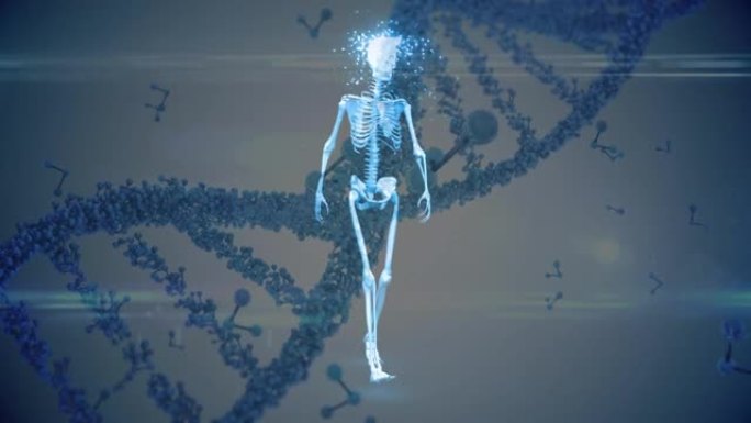 3d dna链旋转和分子漂浮在人体骨骼上的动画