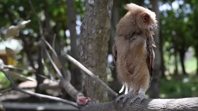 年轻的菲律宾角鸮 (Otus megalotis)，栖息在树枝上。它是菲律宾特有的常见猫头鹰，通常在