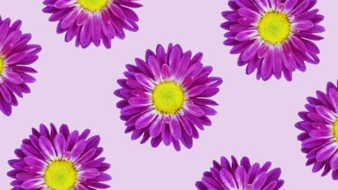 粉红色背景动画图案上的紫罗兰菊花。最小花卉无缝循环概念动画