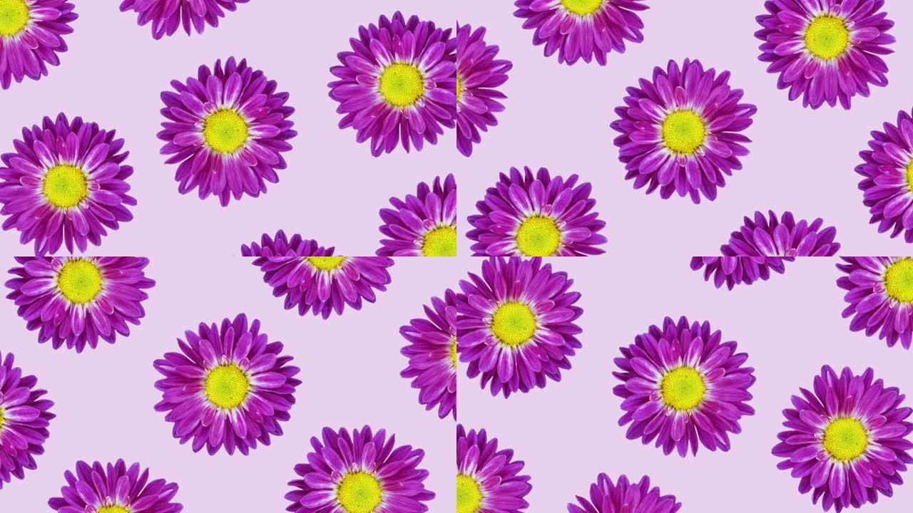 粉红色背景动画图案上的紫罗兰菊花。最小花卉无缝循环概念动画