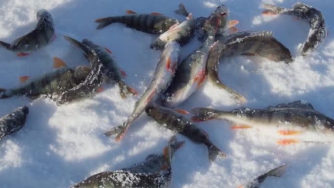 冬季捕捞鲈鱼。刚抓到的奖杯雪背景。