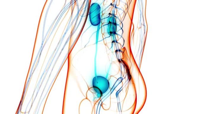 具有膀胱解剖动画概念的人类泌尿系统肾脏