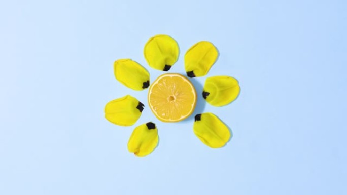 切成薄片的新鲜柠檬旋转和黄色的花瓣出现并消失在蓝色背景上。停止运动平铺
