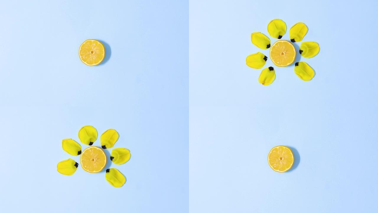 切成薄片的新鲜柠檬旋转和黄色的花瓣出现并消失在蓝色背景上。停止运动平铺
