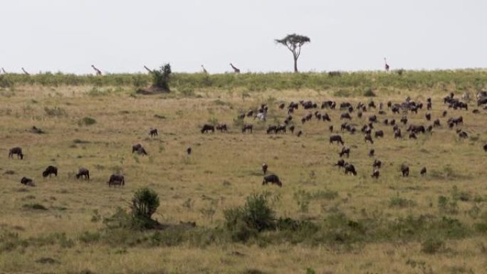 在热带稀树草原放牧的斑马、水牛和长颈鹿。