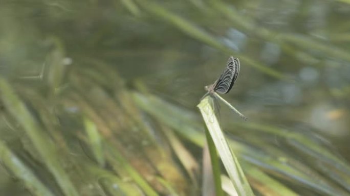 清流和 'Aohada Tonbo' 蜻蜓 'Calopteryx japonic'