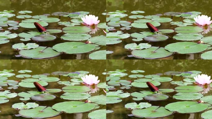 池塘水中的小绿青蛙
