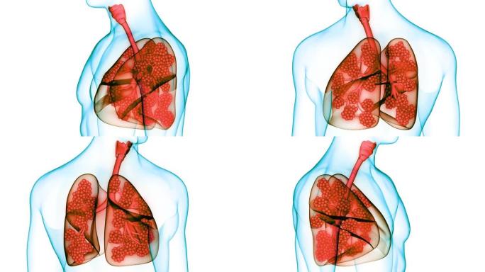 具有肺泡解剖动画概念的人体呼吸系统肺