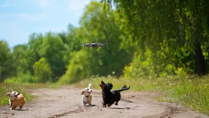 三只狗在外面玩耍。往上看，往前跑。试图抓住德龙或四轴飞行器。自然背景。小品种。可爱的狗的视频。