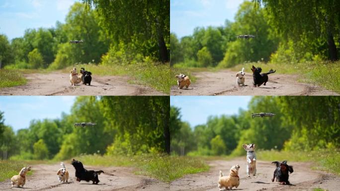 三只狗在外面玩耍。往上看，往前跑。试图抓住德龙或四轴飞行器。自然背景。小品种。可爱的狗的视频。