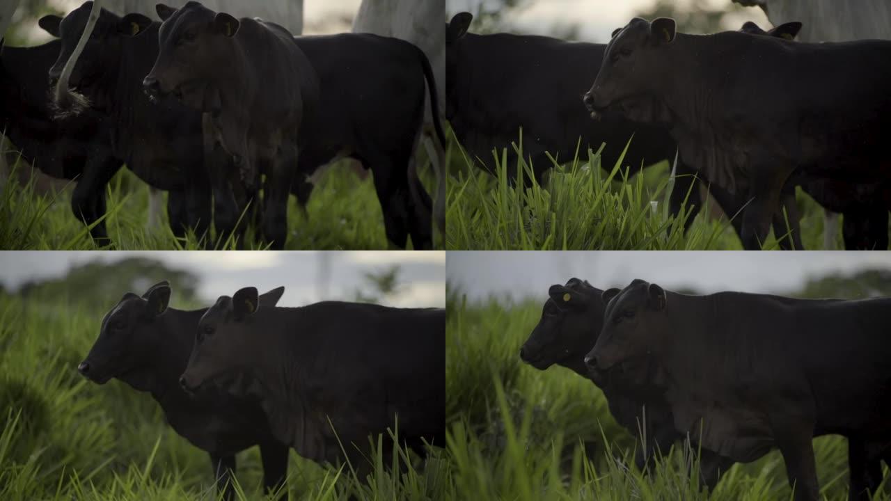 草地上的安格斯小牛