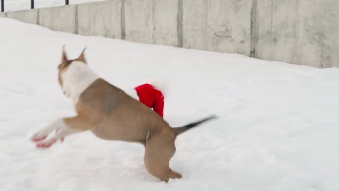 美国斯塔福德郡梗小狗和一只穿着红色工作服的比雄弗里兹狗在白雪覆盖的路堤上散步嬉戏。