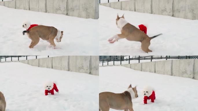 美国斯塔福德郡梗小狗和一只穿着红色工作服的比雄弗里兹狗在白雪覆盖的路堤上散步嬉戏。