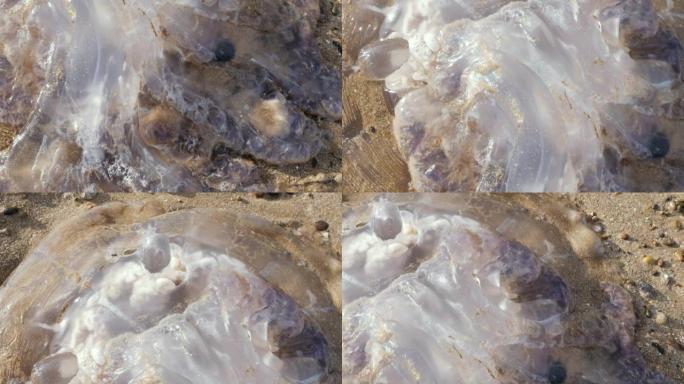 摩洛哥海滩上的一种大型白色水母海浆的特写细节。