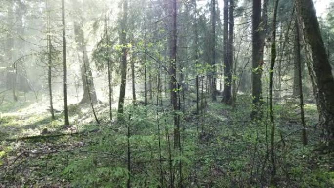 美丽的神秘森林，有绿色的苔藓和可爱的阳光，有薄雾的蒸汽和雨水。