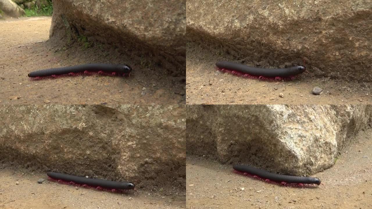 蜈蚣沿着花岗岩岩石越过地面。